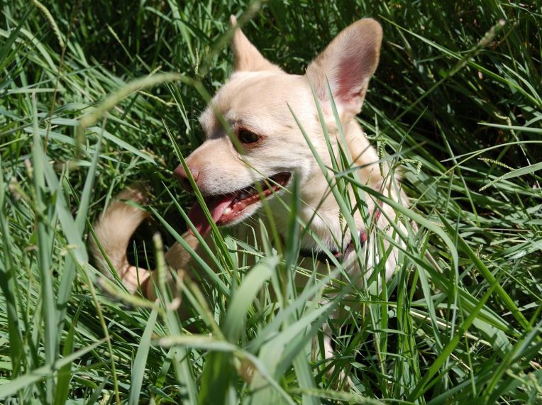 We told Vito this was Buffalo Grass, tall enough to conceal a Buffalo...